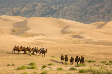 Karavane af baktriske kameler i den sydlige Gobi-ørken, Mongoliet, 2013 (foto)