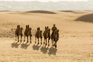 Karavane af baktriske kameler i den sydlige Gobi-ørken, Mongoliet, 2013 (foto)
