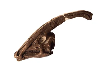 Parasaurolophus, et originalt kranium og våbenskjold på Royal Ontario Museum.