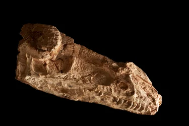 Subadult Guanlong Wacali-kranium på IVPP i Beijing, Kina.