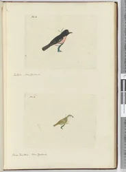 F.13 Fantail. New Zealand F.14 Lille viftehale. New Zealand, 1772-75 (wc)