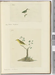 F.15 Lille viftehale. New Zealand F.16 Spotfugl. New Zealand, 1772-75 (wc)