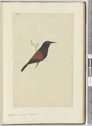 F.18 Wattle fugl. Gøg. New Zealand, 1772-75 (wc)