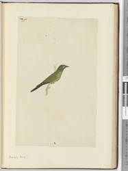 F.22 Spotfugl, 1772-75 (wc)