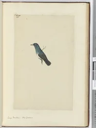 F.25 Stor viftehale. New Zealand, 1772-75 (wc)