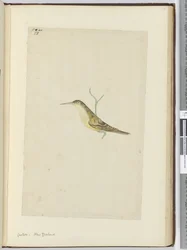 F.28 Gøg. New Zealand, 1772-75 (wc)