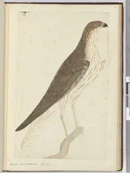 F.32 Høg. Ny Kaledonien. (sept. 1774), 1772-75 (wc)