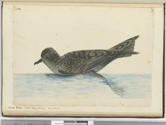 F.36 Sort pintado. Mother Careys høne. Høj sydlig breddegrad, 1772-75