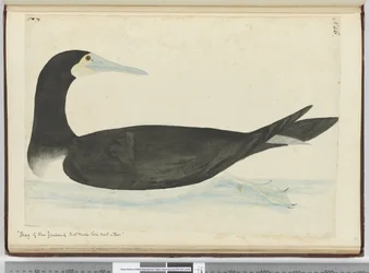F.46 Skarver fra New Zealand, der bygger deres reder i træer, 1772-75