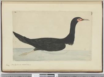 F.48 Skarv. New Zealand og Staten Island, 1772-75