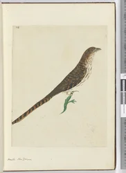 F.4 Høg. New Zealand, 1772-75 (wc)