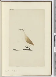 F.8 Småhøge. New Zealand, 1772-75 (wc)
