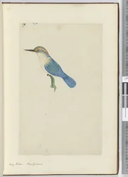 F.9 Kongefisker. New Zealand, 1772-75 (wc)
