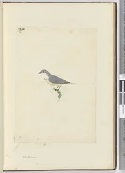 f.17 Uidentificeret New Zealand fugl, 1772-75 (wc)