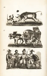 Den rasende okse, støvmanden og indtagelsen af Guy Fawkes