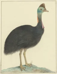 Kasuar