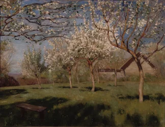 Æbletræer blomstrer