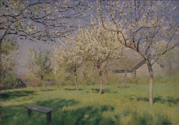 Æbletræer blomstrer, ca. 1895
