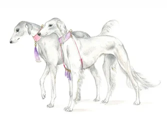 Salukihunde med fine halsbånd