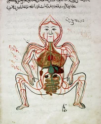 Arabisk medicin: «blodcirkulation og fordøjelsessystem». Miniature fra anatomimanuskriptet «Tashrih bi al-Taswir» (Kroppens anatomi) af Mansur ibn Ilyas (omkring 1390), 17. århundrede, Istanbul, universitetsbibliotek