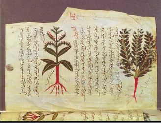Ms. Arabe 4947 fol.84, Planter fra en afhandling af Dioscoride, 1200-tallet