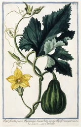 A Pumpkin, 1772-1784dani