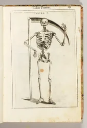 Et skelet, der holder en le, i Dødens stil, fra „De Anatome Corporis Humani Libri VII“ af Guido Guidi
