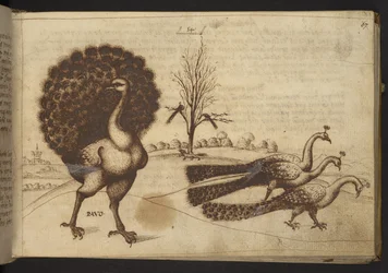 Add. 82955, f.53 Påfugle ("pavo"), fra Historia Animalium, bestående af 245 pen- og blæktegninger af forskellige dyrearter og mytiske skabninger, hver ledsaget af en beskrivelse, 1595