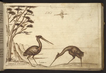 Tilføje. 82955, f.70   Hejre (