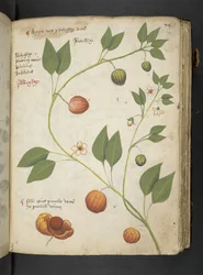 Tilføj MS 41623 
