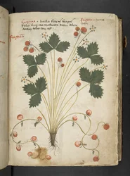 Tilføj MS 41623 