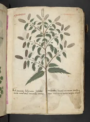 Tilføj MS 41623 