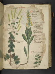 Tilføj MS 41623 f.113r 