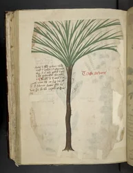 Tilføj MS 41623 f.113v Tarro Arboro, fra 