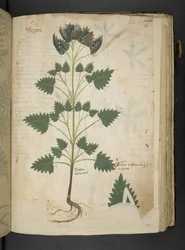 Tilføj MS 41623 f.115r Nepta, fra 