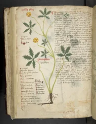 Tilføj MS 41623 f.115v Pentafilon (eller 