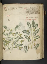 Tilføj MS 41623 f.116r 