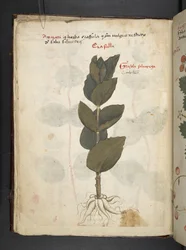 Tilføj MS 41623 f.16v A herbal, Belluno (blæk & farve på vellum)