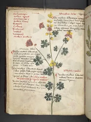 Tilføj MS 41623 f.19v A herbal, Belluno (blæk & farve på vellum)