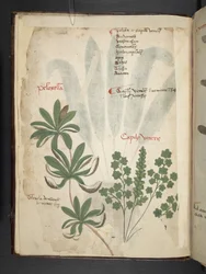 Tilføj MS 41623 f.1v A herbal, Belluno (blæk & farve på vellum)