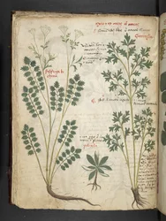 Tilføj MS 41623 f.33v 