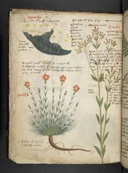 Tilføj MS 41623 f.38v 
