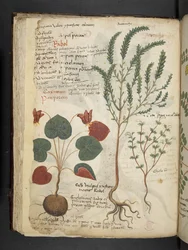 Tilføj MS 41623 f.40v 