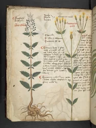Tilføj MS 41623 f.48v 