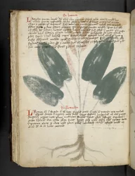 Tilføj MS 41623 f.80v 