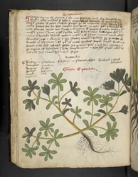 Tilføj MS 41623 f.81v De Portulaca, fra 