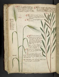 Tilføj MS 41623 f.98v Orzo, fra 