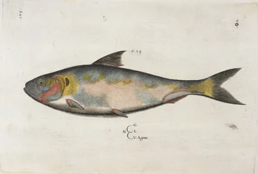 Agone, illustration fra 