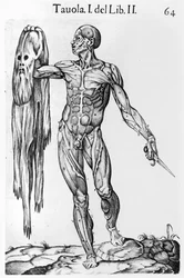 Anatomical Study, plade 64, illustration fra Anatomia del corpo humano af Juan de Valverde (c.1525-c.1587) Rom, 1560