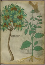 Botanisk illustration (blæk og farve på papir)